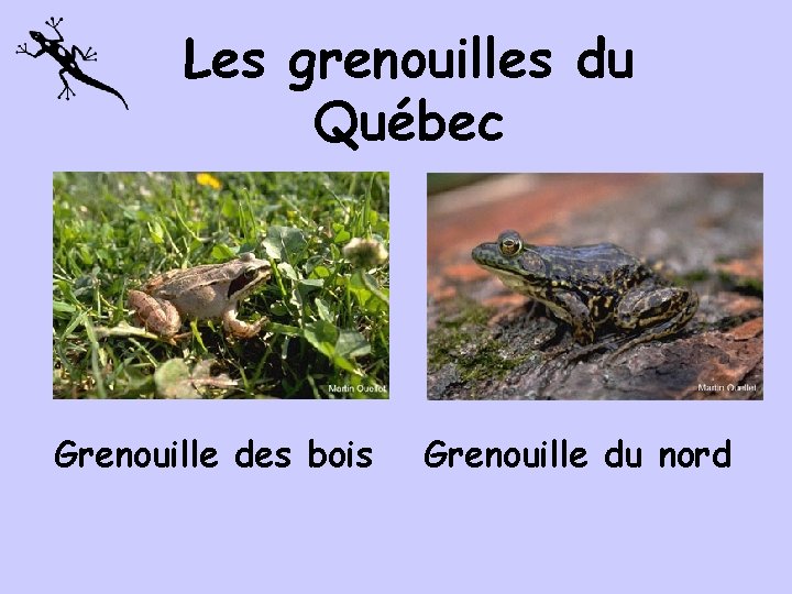 Les grenouilles du Québec Grenouille des bois Grenouille du nord 