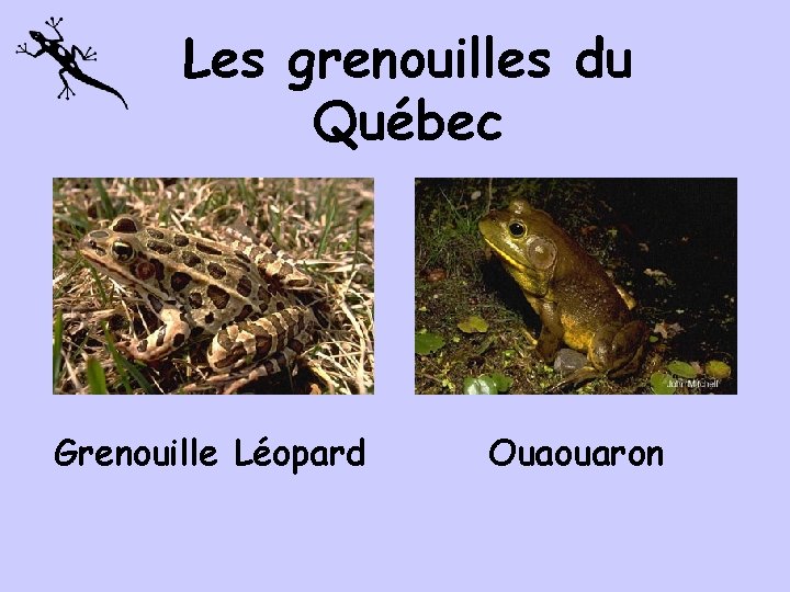 Les grenouilles du Québec Grenouille Léopard Ouaouaron 
