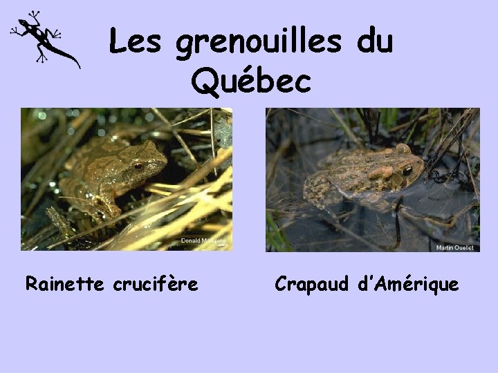 Les grenouilles du Québec Rainette crucifère Crapaud d’Amérique 