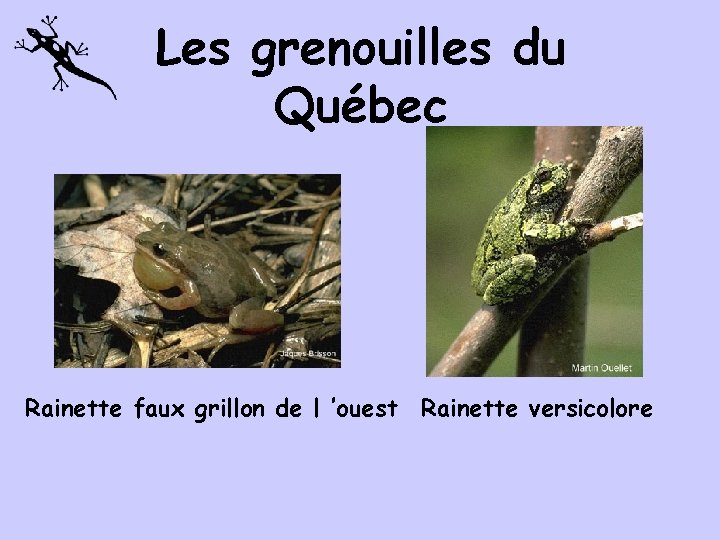 Les grenouilles du Québec Rainette faux grillon de l ’ouest Rainette versicolore 