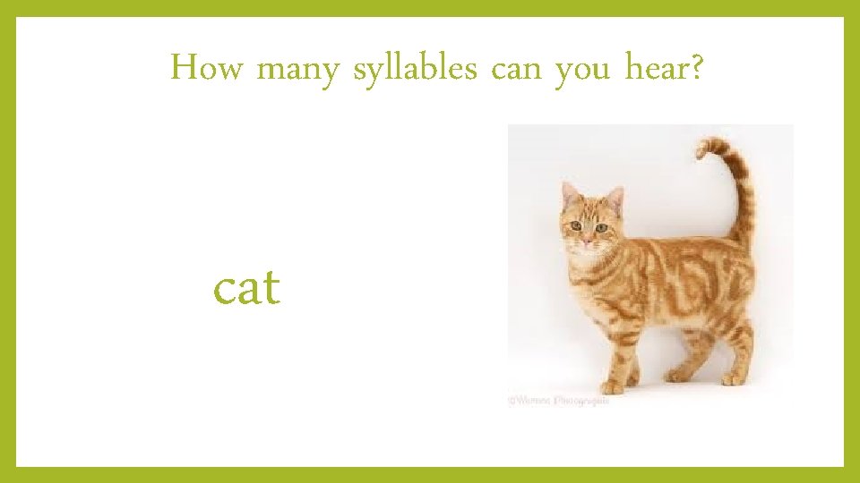How many syllables can you hear? cat 