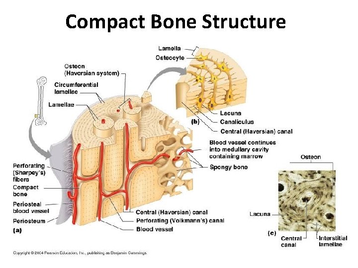 Compact Bone Structure 