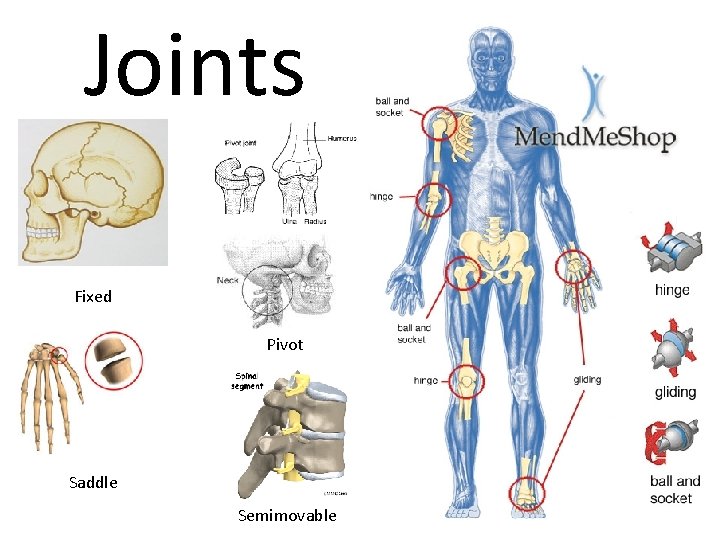 Joints Fixed Pivot Saddle Semimovable 