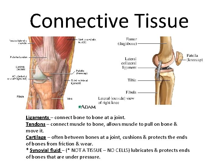 Connective Tissue Ligaments – connect bone to bone at a joint. Tendons – connect