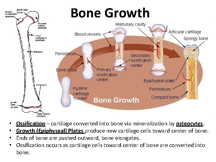 Bone Growth • • Ossification – cartilage converted into bone via mineralization by osteocytes.
