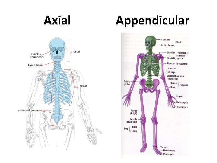 Axial Appendicular 