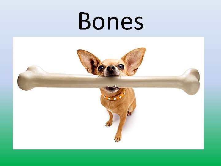 Bones 