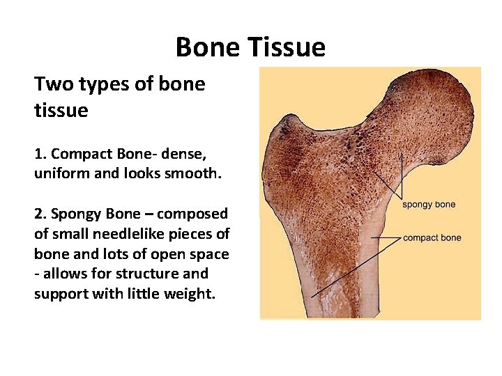 Bone Tissue Two types of bone tissue 1. Compact Bone- dense, uniform and looks