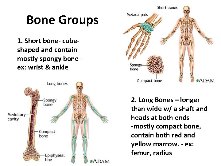 Bone Groups 1. Short bone- cubeshaped and contain mostly spongy bone - ex: wrist