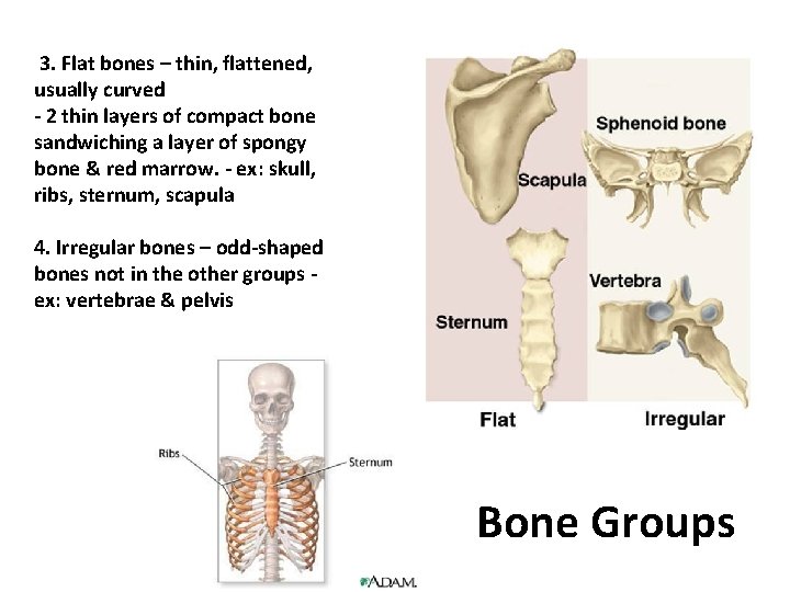  3. Flat bones – thin, flattened, usually curved - 2 thin layers of