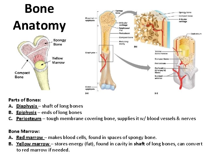 Bone Anatomy Parts of Bones: A. Diaphysis – shaft of long bones B. Epiphysis