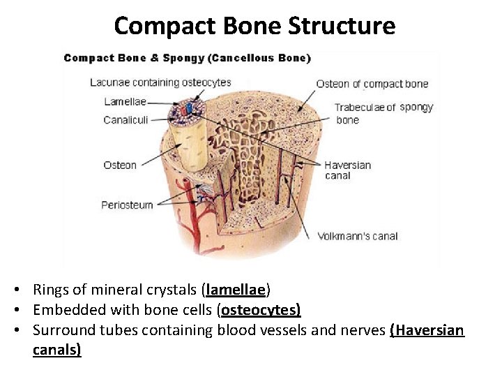  Compact Bone Structure • Rings of mineral crystals (lamellae) • Embedded with bone