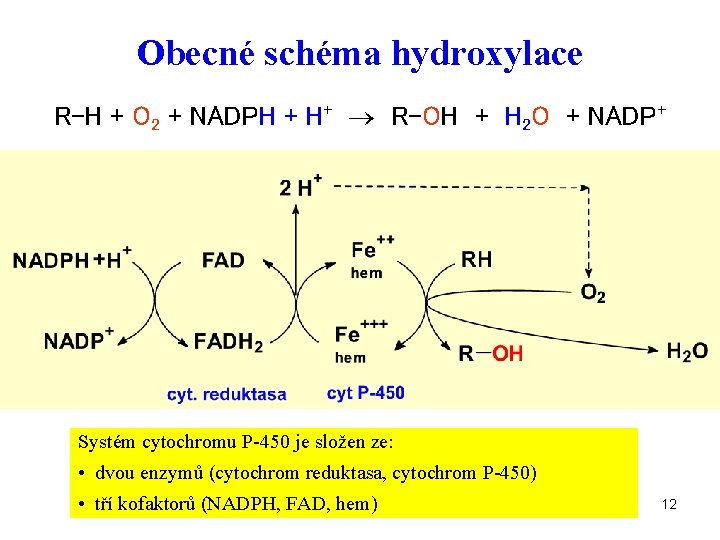 Obecné schéma hydroxylace R-H + O 2 + NADPH + H+ R-OH + H