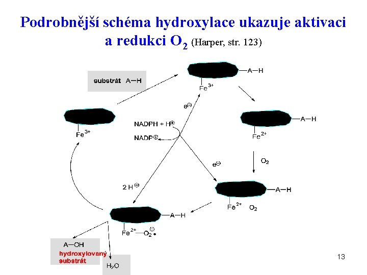 Podrobnější schéma hydroxylace ukazuje aktivaci a redukci O 2 (Harper, str. 123) 13 