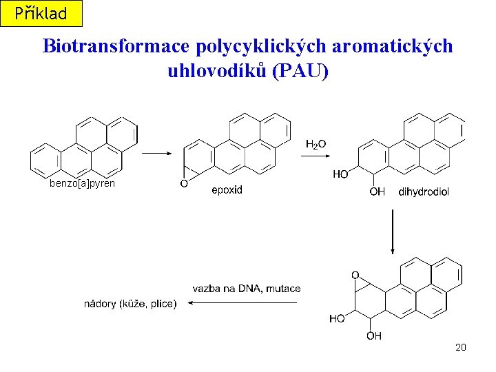 Příklad Biotransformace polycyklických aromatických uhlovodíků (PAU) benzo[a]pyren 20 