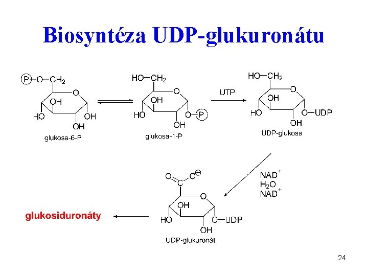 Biosyntéza UDP-glukuronátu 24 