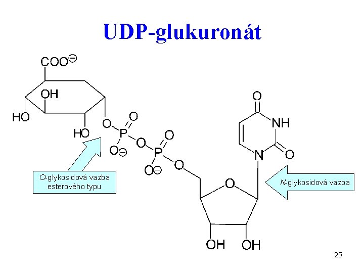 UDP-glukuronát O-glykosidová vazba esterového typu N-glykosidová vazba 25 