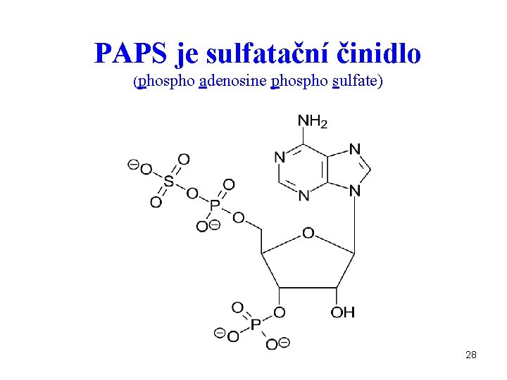 PAPS je sulfatační činidlo (phospho adenosine phospho sulfate) 28 