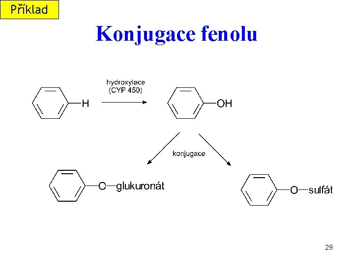 Příklad Konjugace fenolu 29 