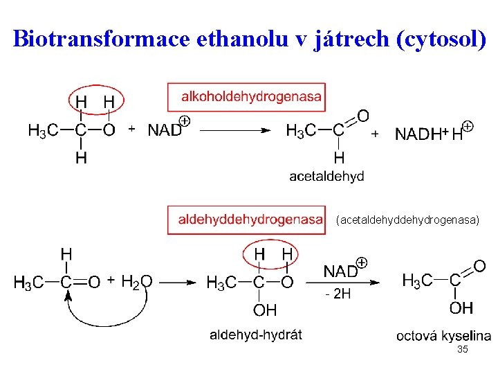 Biotransformace ethanolu v játrech (cytosol) (acetaldehydrogenasa) 35 