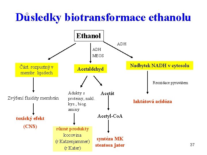 Důsledky biotransformace ethanolu Ethanol ADH MEOS Část. rozpustný v membr. lipidech Acetaldehyd Nadbytek NADH