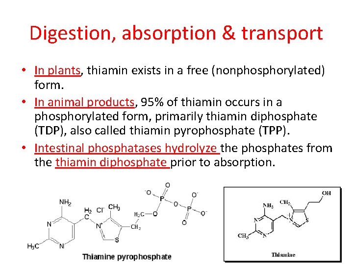 Digestion, absorption & transport • In plants, thiamin exists in a free (nonphosphorylated) form.