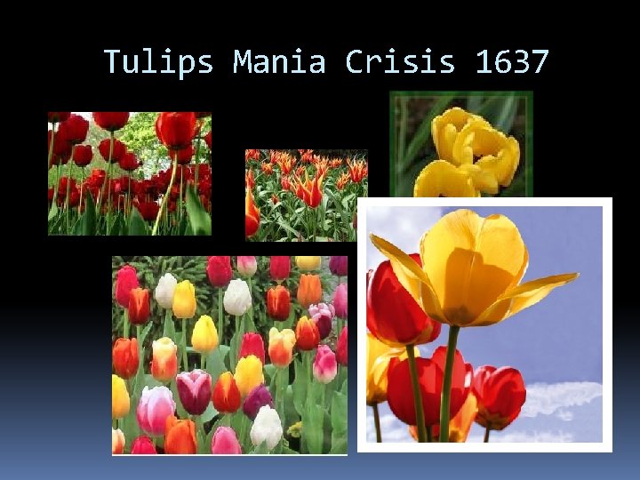 Tulips Mania Crisis 1637 