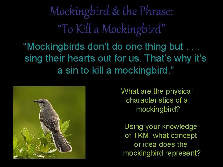 Mockingbird & the Phrase: “To Kill a Mockingbird” “Mockingbirds don’t do one thing but.