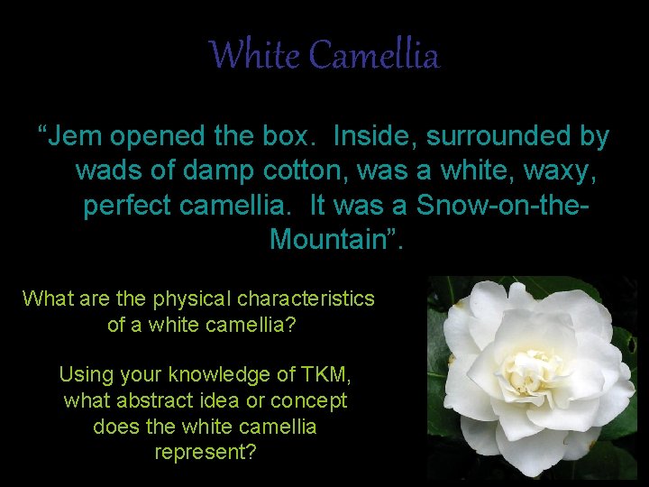 White Camellia “Jem opened the box. Inside, surrounded by wads of damp cotton, was
