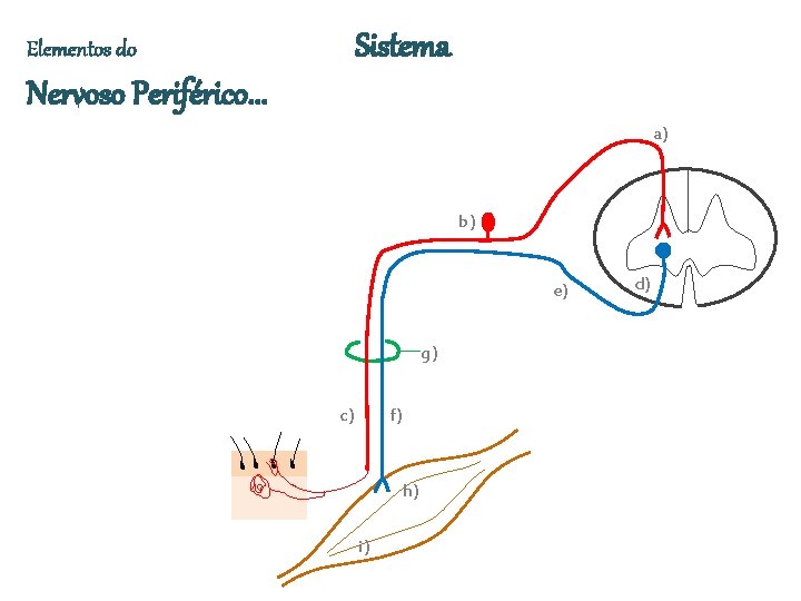 Sistema Elementos do Nervoso Periférico. . . a) b) e) g) c) f) h)