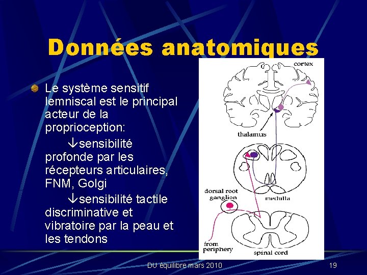 Données anatomiques Le système sensitif lemniscal est le principal acteur de la proprioception: sensibilité