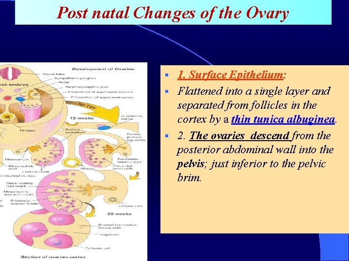 Post natal Changes of the Ovary 1. Surface Epithelium: § Flattened into a single