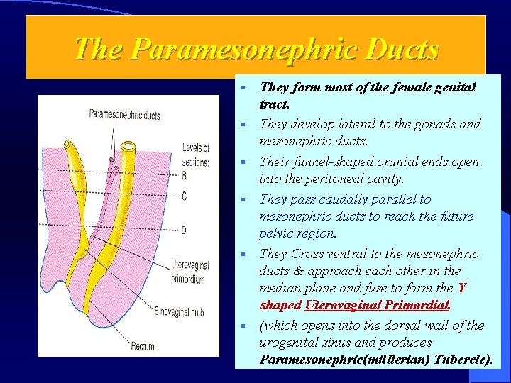 The Paramesonephric Ducts § § § They form most of the female genital tract.