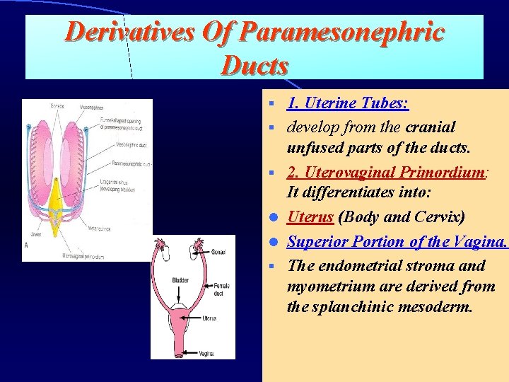 Derivatives Of Paramesonephric Ducts § § § l l § 1. Uterine Tubes: develop