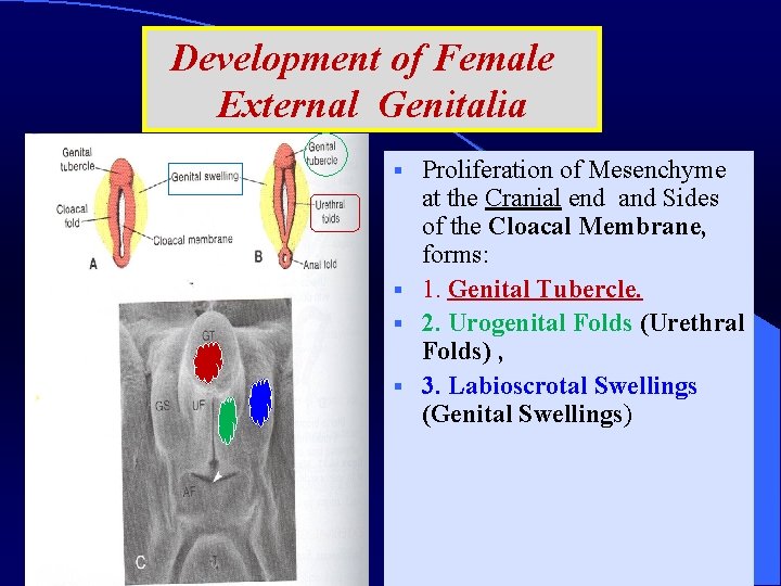 Development of Female External Genitalia Proliferation of Mesenchyme at the Cranial end and Sides