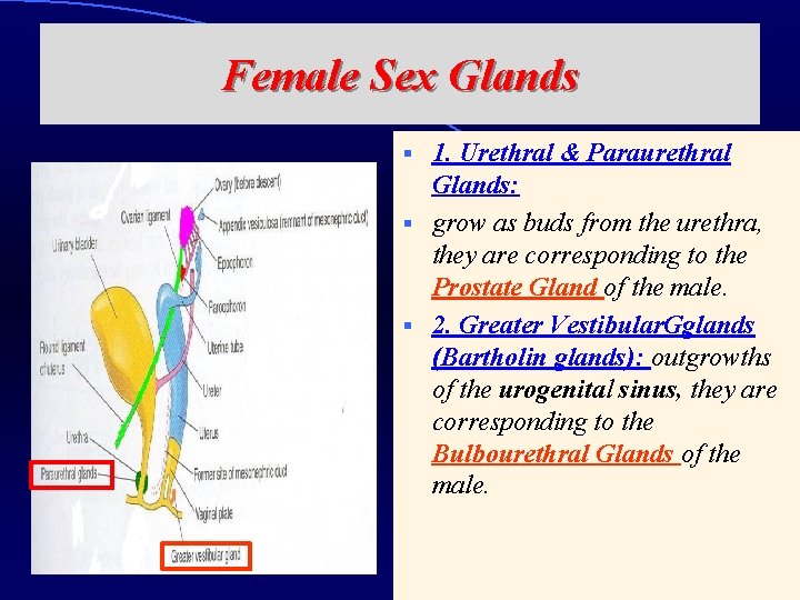 Female Sex Glands 1. Urethral & Paraurethral Glands: § grow as buds from the