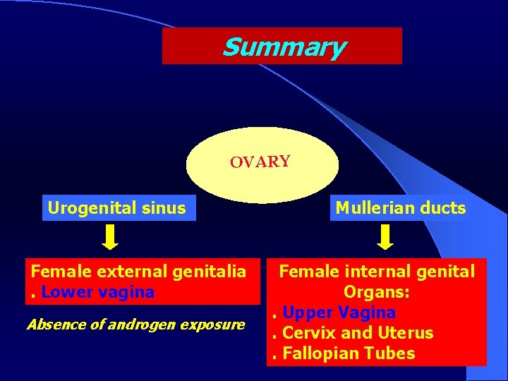 Summary OVARY Urogenital sinus Female external genitalia. Lower vagina Absence of androgen exposure Mullerian