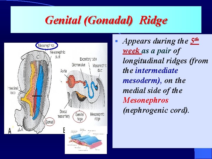 Genital (Gonadal) Ridge § Appears during the 5 th week as a pair of