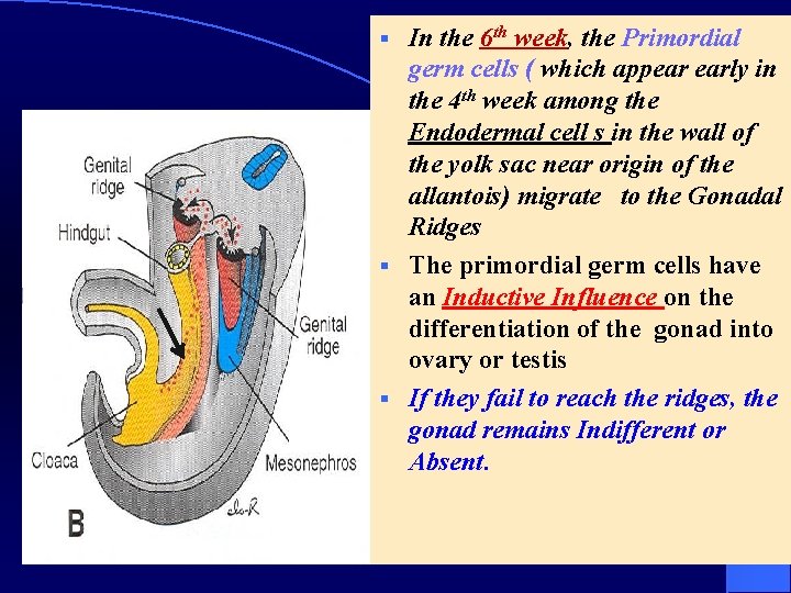 In the 6 th week, the Primordial germ cells ( which appear early in