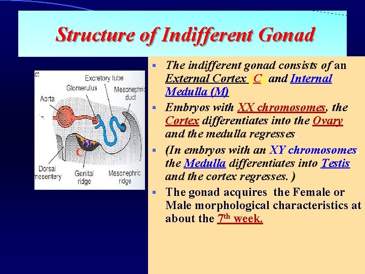 Structure of Indifferent Gonad The indifferent gonad consists of an External Cortex (C) and