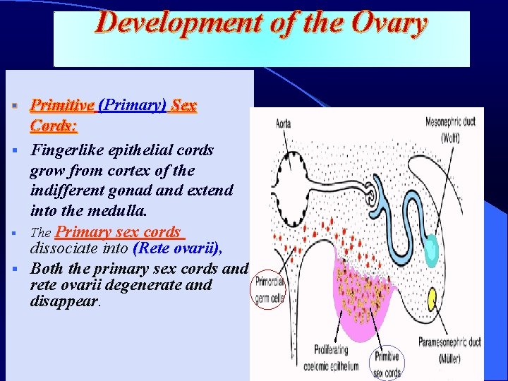 Development of the Ovary Primitive (Primary) Sex Cords: § Fingerlike epithelial cords grow from