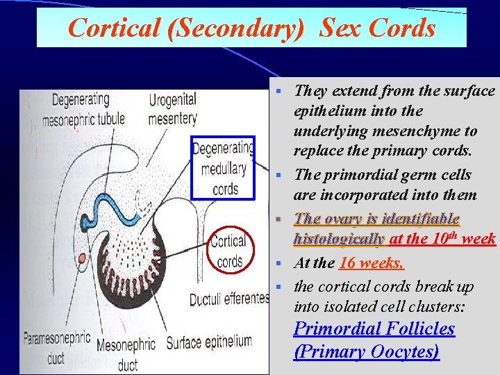 Cortical (Secondary) Sex Cords § § § They extend from the surface epithelium into