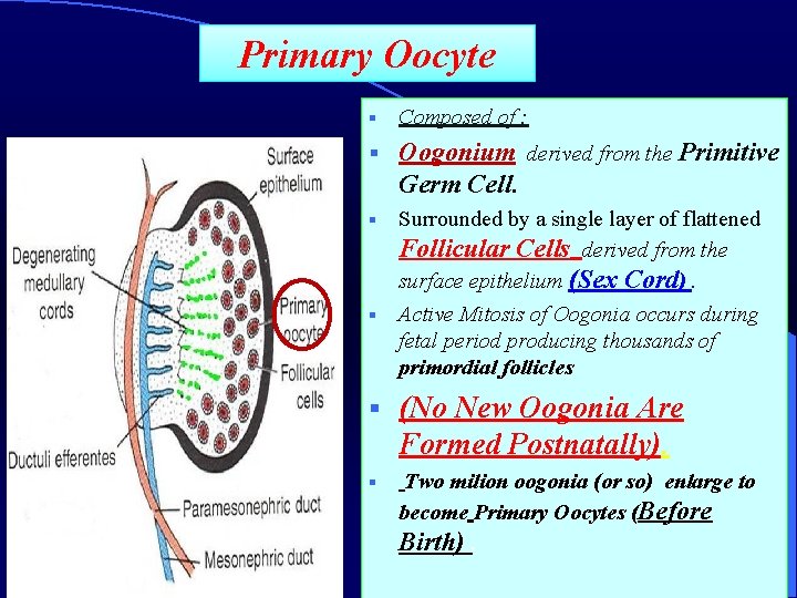 Primary Oocyte § Composed of : § Oogonium derived from the Primitive Germ Cell.