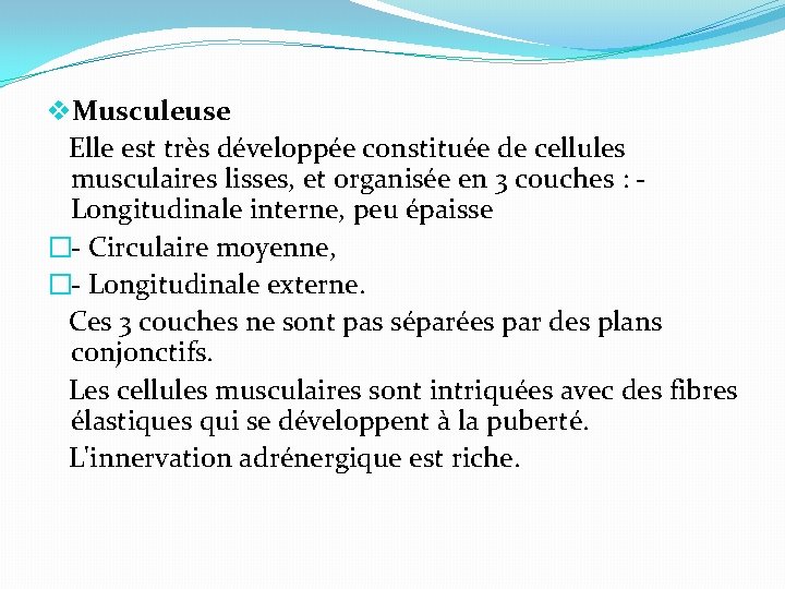 v. Musculeuse Elle est très développée constituée de cellules musculaires lisses, et organisée en
