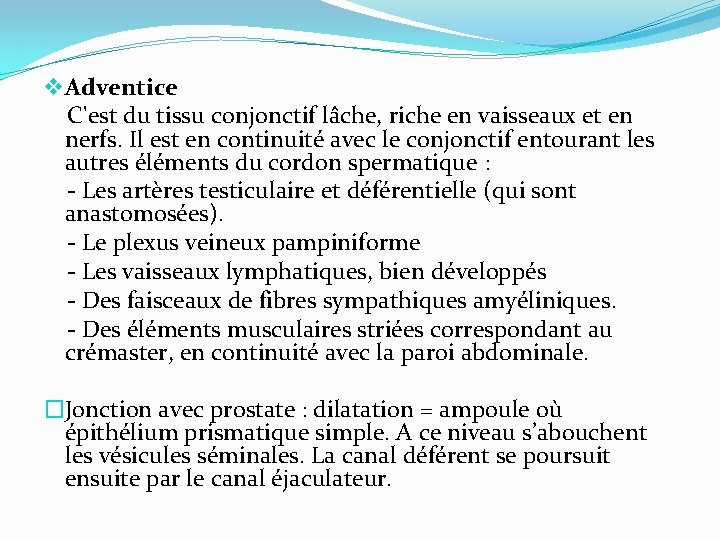 v Adventice C'est du tissu conjonctif lâche, riche en vaisseaux et en nerfs. Il
