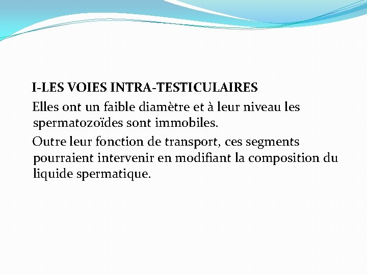  I-LES VOIES INTRA-TESTICULAIRES Elles ont un faible diamètre et à leur niveau les