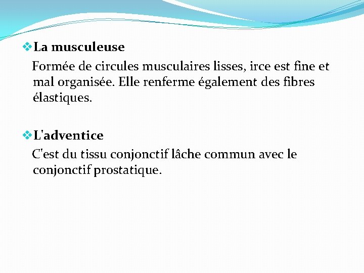 v. La musculeuse Formée de circules musculaires lisses, irce est fine et mal organisée.