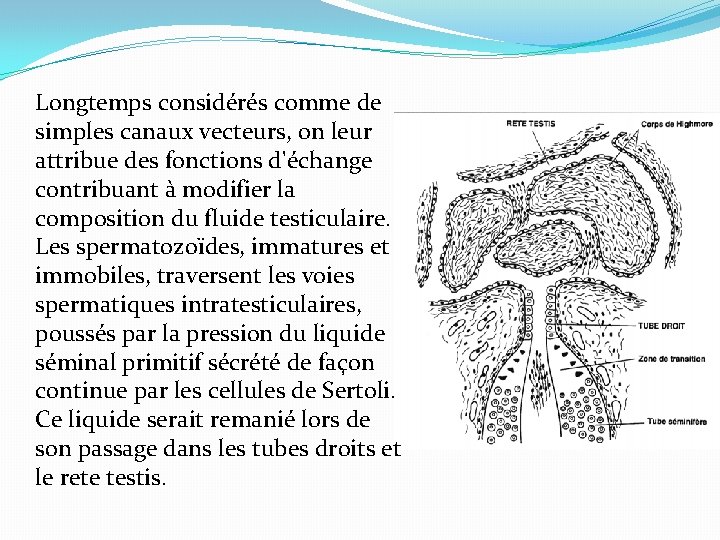 Longtemps considérés comme de simples canaux vecteurs, on leur attribue des fonctions d'échange contribuant