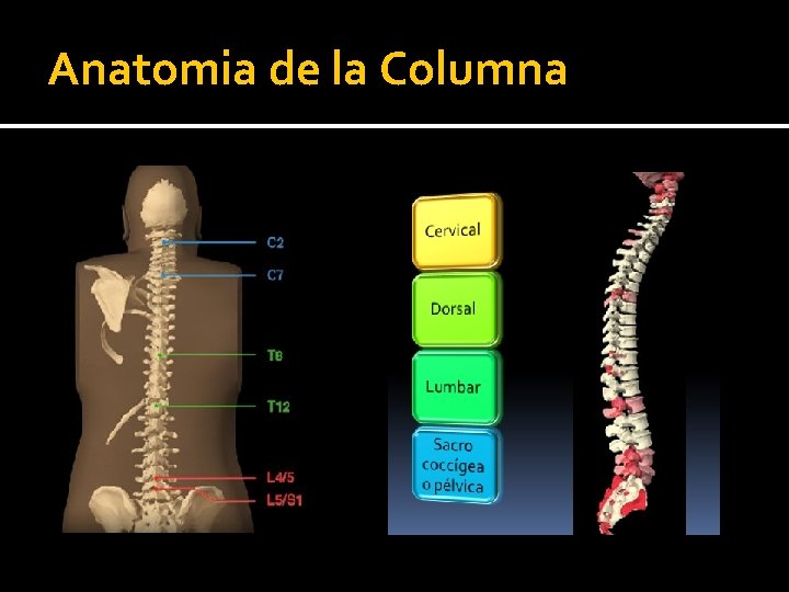 Anatomia de la Columna Anatomia de la Columna