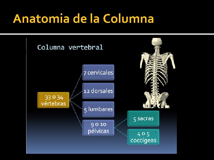Anatomia de la Columna Anatomia de la Columna